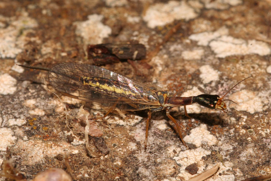 Xanthostigma corsicum dalla Sicilia